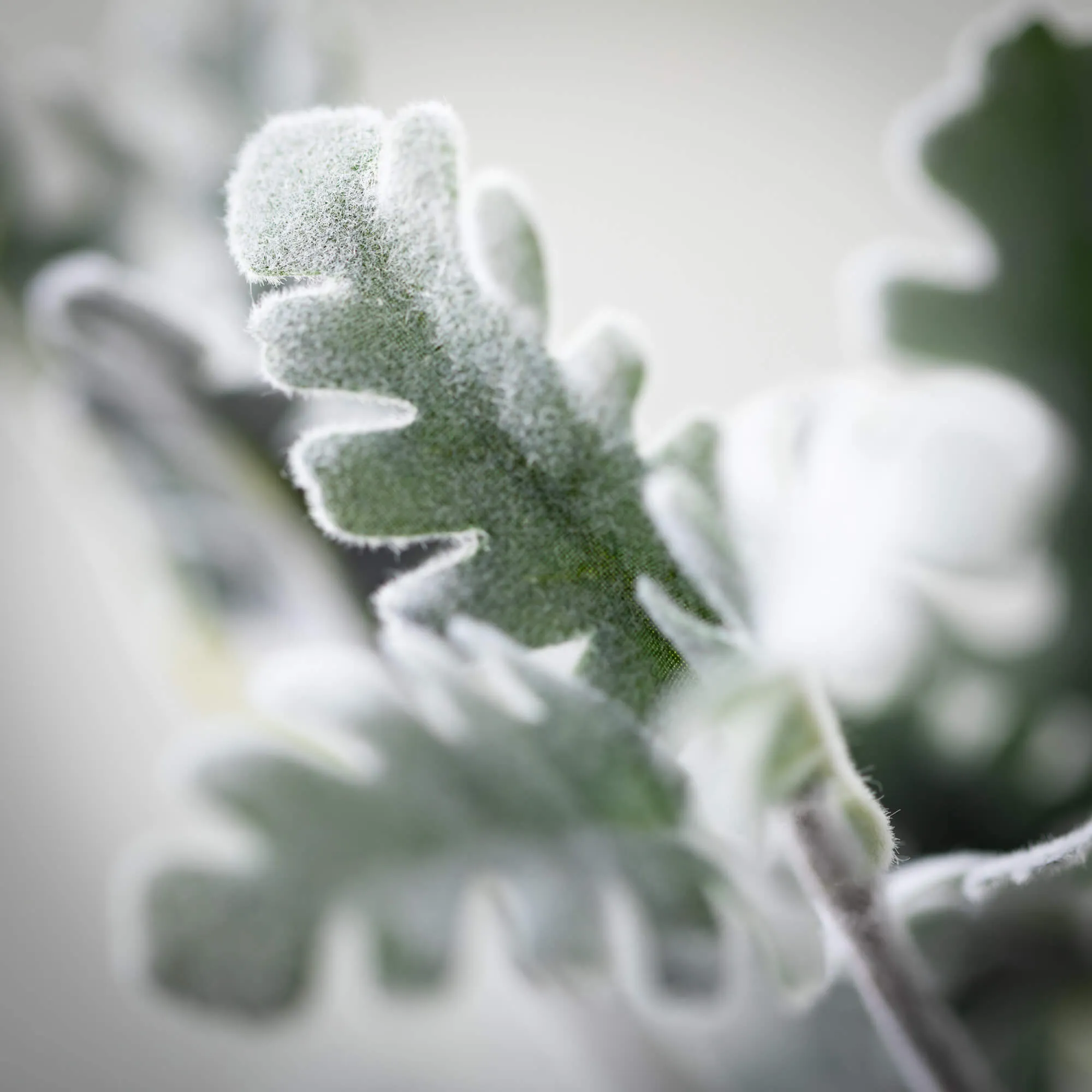 39"H Sullivans Powder Green Dusty Miller, Green