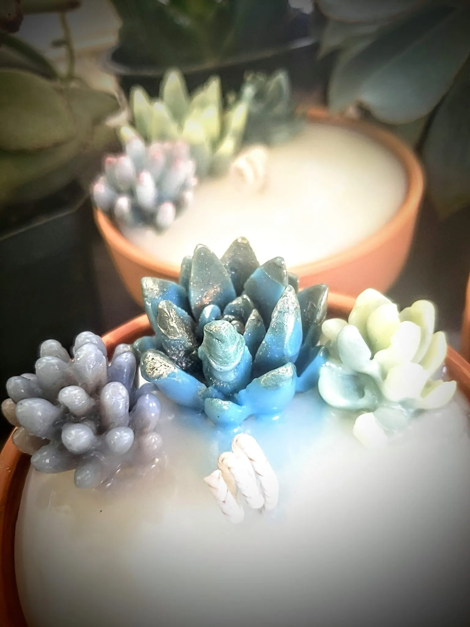 Citronella Candle | Succulent