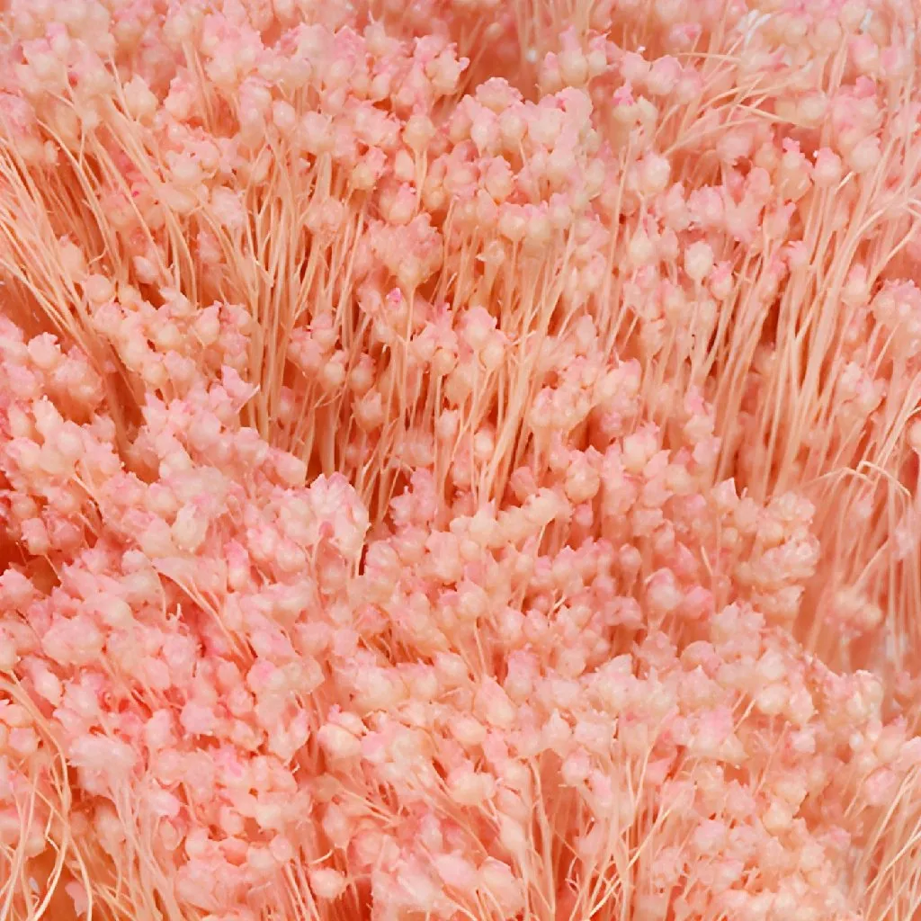 Light Pink Dried Broom Bloom