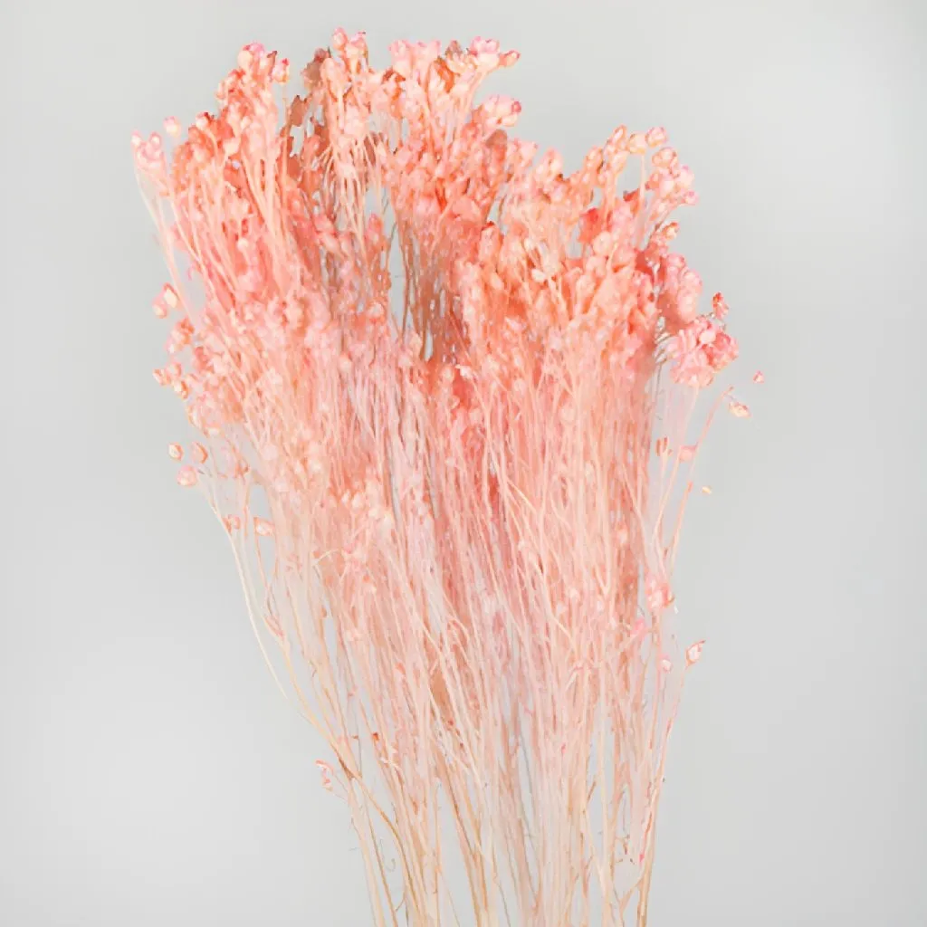 Light Pink Dried Broom Bloom