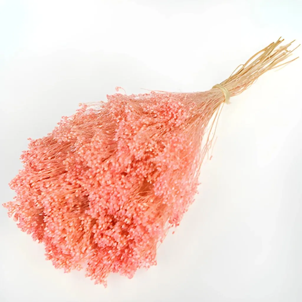 Light Pink Dried Broom Bloom