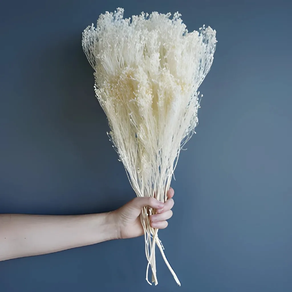 Light Pink Dried Broom Bloom