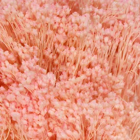 Light Pink Dried Broom Bloom