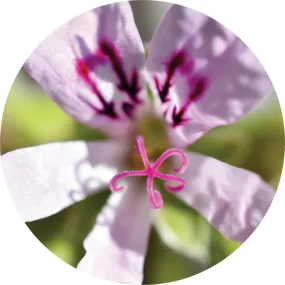 LIVING LIBATIONS - Lemon Geranium Essential Oil