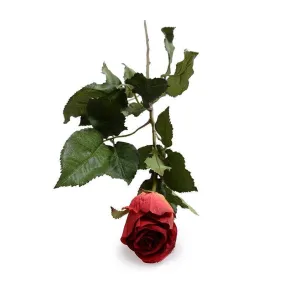 Rose Stem, 31" - Red