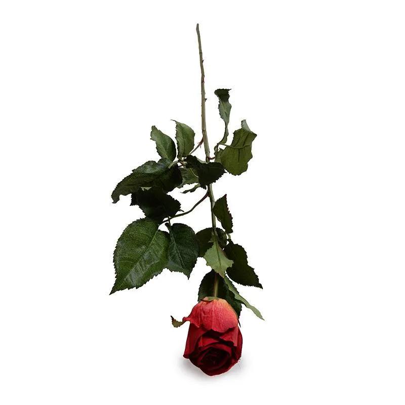 Rose Stem, 31" - Red