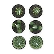 Set of 6 Cacti Tealights